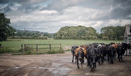 Dorset: Your cows, your farm, your team - The value of mobility scoring and stress-free cattle handling